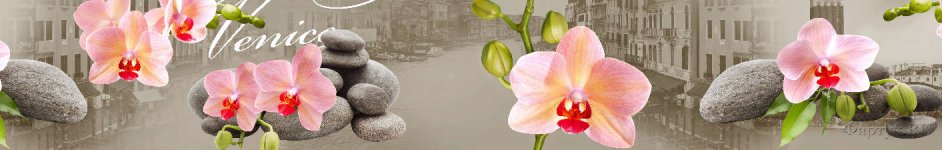 Скинали — Розовые орхидеи на фоне Венеции