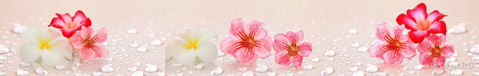 Скинали — Нежный цветок- альстромерия и капельки воды 