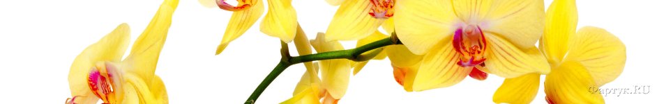 Скинали — Желтая орхидея на ветке