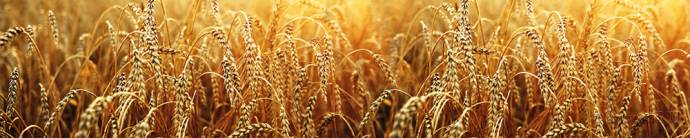 Скинали — Пшеничное поле на закате.