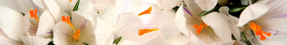 Скинали — Белые цветы