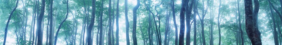 Скинали — Стволы деревьев в сумрачном свете