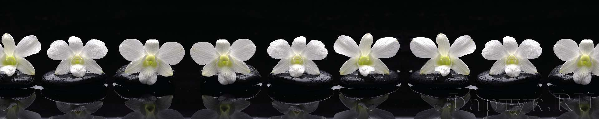 Белые орхидеи на черных камнях
