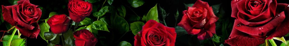 Скинали — Красные розы на черном фоне
