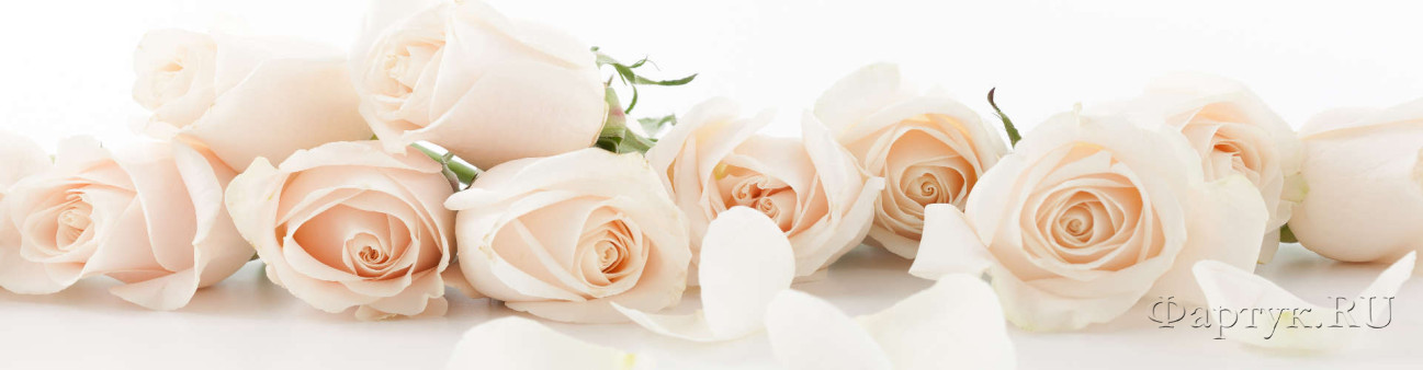Скинали — Нежно-розовые розы на белом фоне