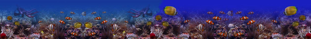 Скинали — Красивый вид подводного мира 