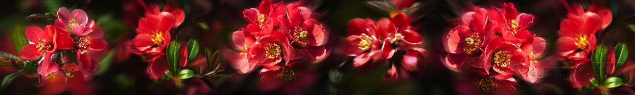 Скинали — Красные цветы на черном фоне