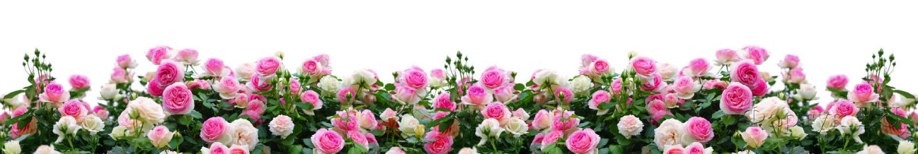 Скинали — Кусты розовых роз