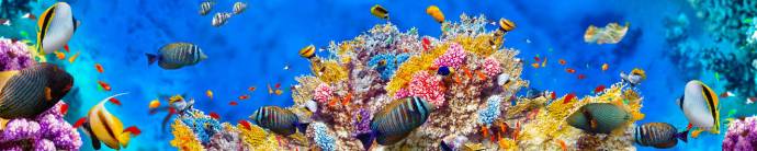 Скинали — Красота подводного мира 