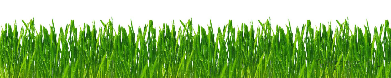 Скинали — Роса на зеленой траве