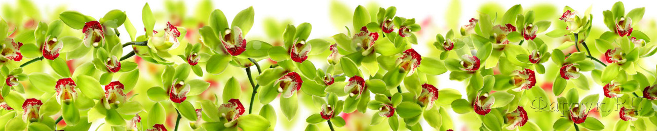 Скинали — Крупные орхидеи