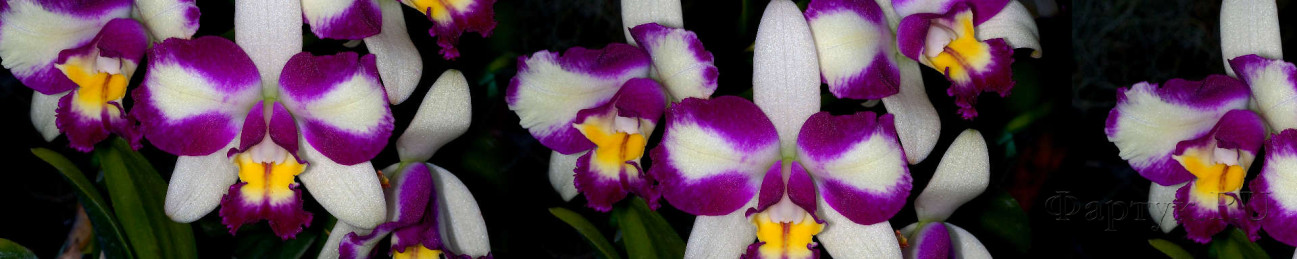 Скинали — Фиолетовые орхидеи на чёрном фоне