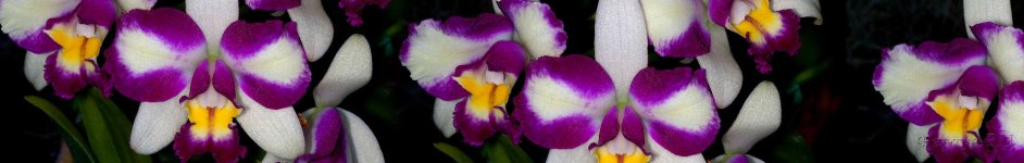 Скинали — Фиолетовые орхидеи на чёрном фоне