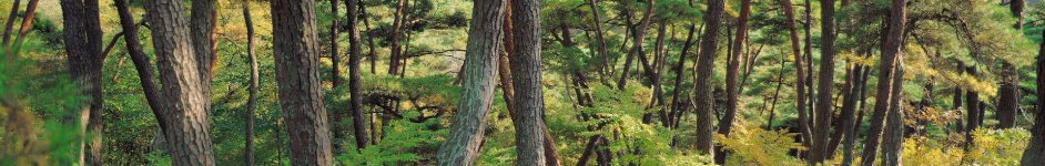 Скинали — Чаща леса