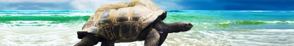 Скинали — Морская черепаха на песчаном берегу.