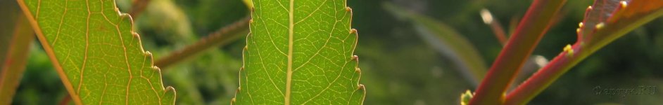 Скинали — Листья крупным планом
