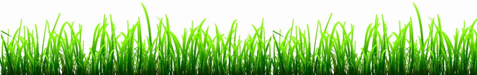 Скинали — Свежая весенняя трава на белом фоне