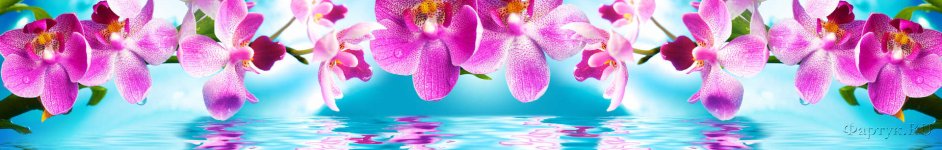 Скинали — Фиолетовая орхидея над водой с отражением 