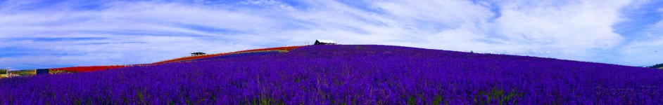 Скинали — Цветение лавандовых полей