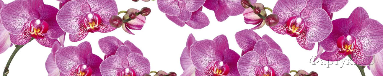 Скинали — Фиолетовые орхидеи на белом фоне
