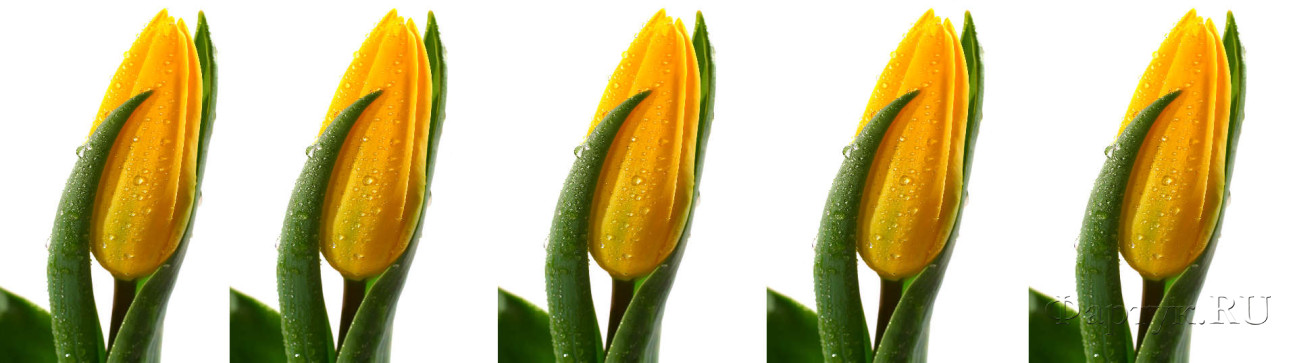 Скинали — Желтые тюльпаны
