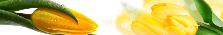 Скинали — Желтые тюльпаны крупным планом