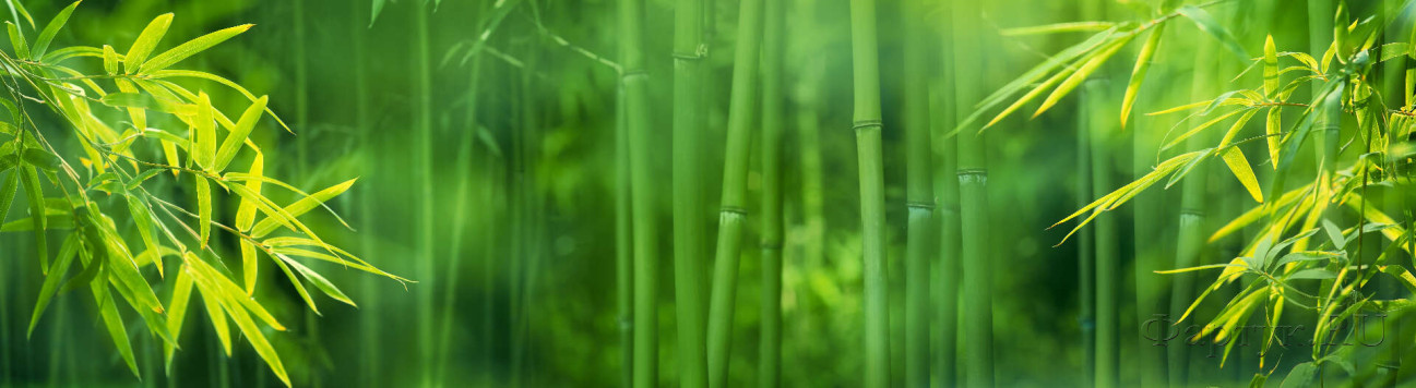 Скинали — Бамбуковый лес