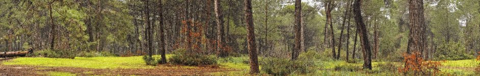Скинали — Лесной пейзаж 