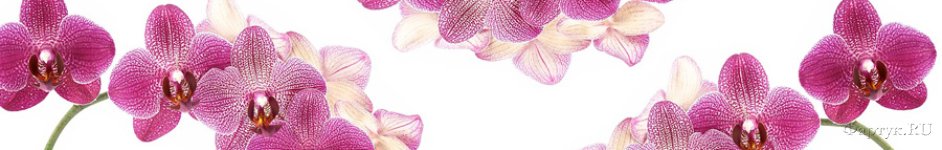 Скинали — Красивые ветки орхидеи