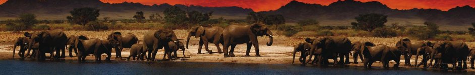 Скинали — Слоны у водоема