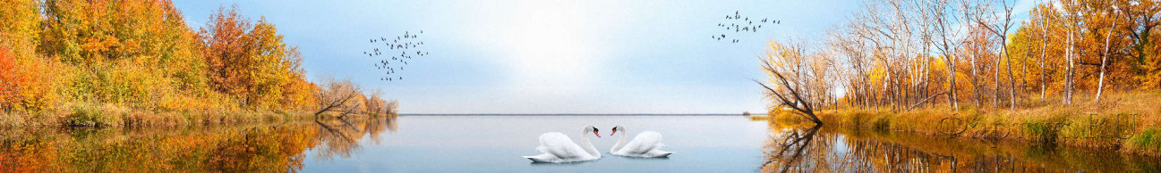 Скинали — Лебеди на озере в осеннем лесу 