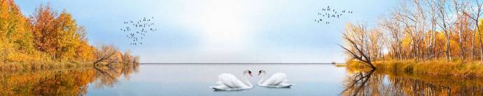 Скинали — Лебеди на озере в осеннем лесу 
