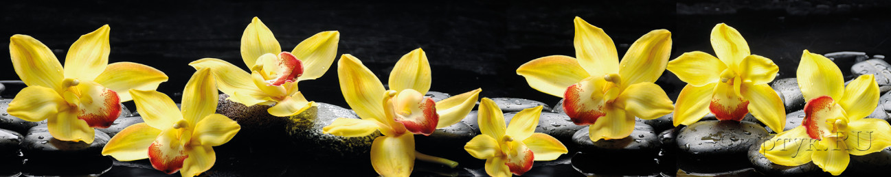 Скинали — Желтые крупные орхидеи