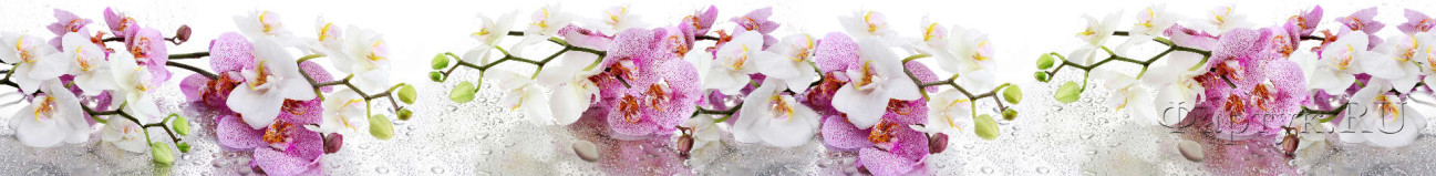 Скинали — Орхидеи крупным планом 