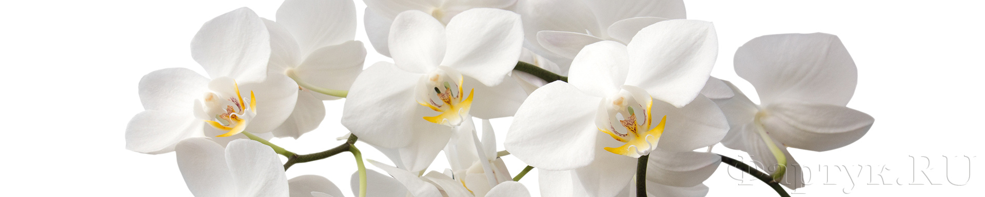 Крупные белые орхидеи