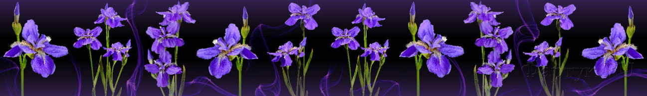 Скинали — Фиолетовые цветы на черном фоне
