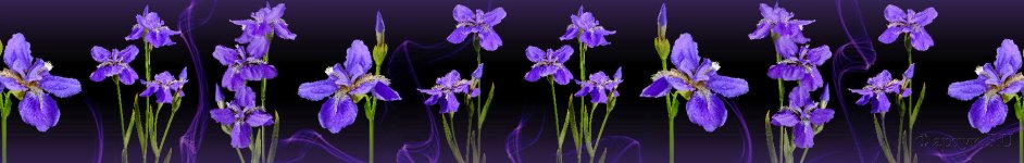 Скинали — Фиолетовые цветы на черном фоне