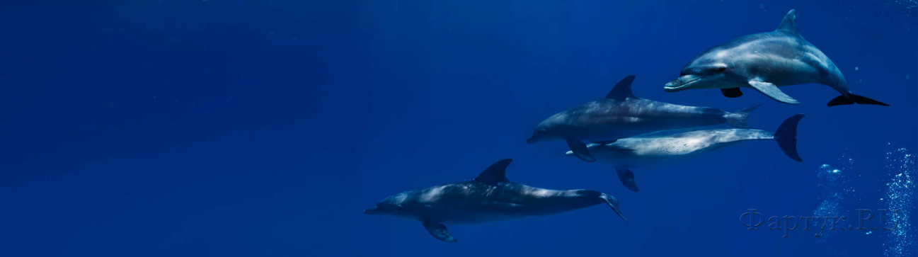 Скинали — Подводный мир Дельфины