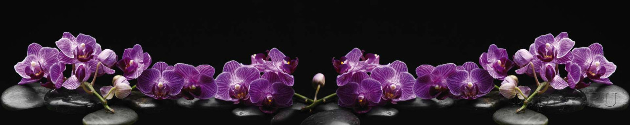 Скинали — Ветки орхидеи на камнях