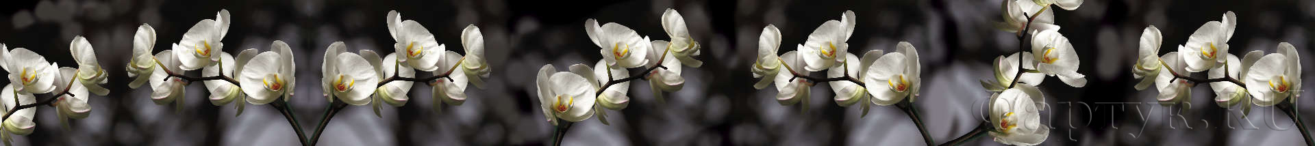 Ветки орхидеи