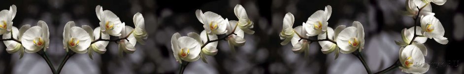 Скинали — Ветки орхидеи