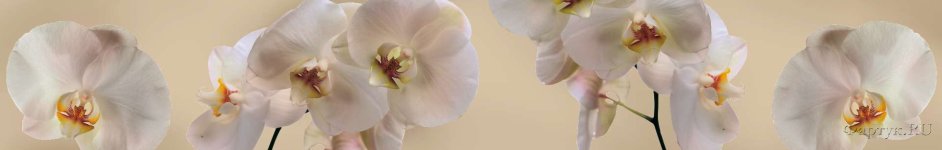 Скинали — Белые орхидеи на бежевом фоне