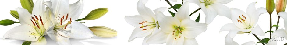 Скинали — Белые лилии