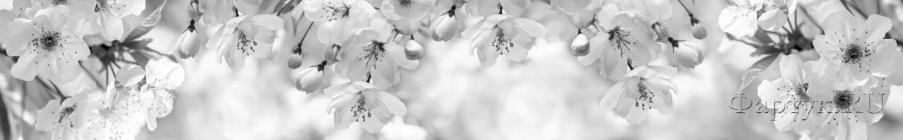 Скинали — Цветущая вишня в сером цвете