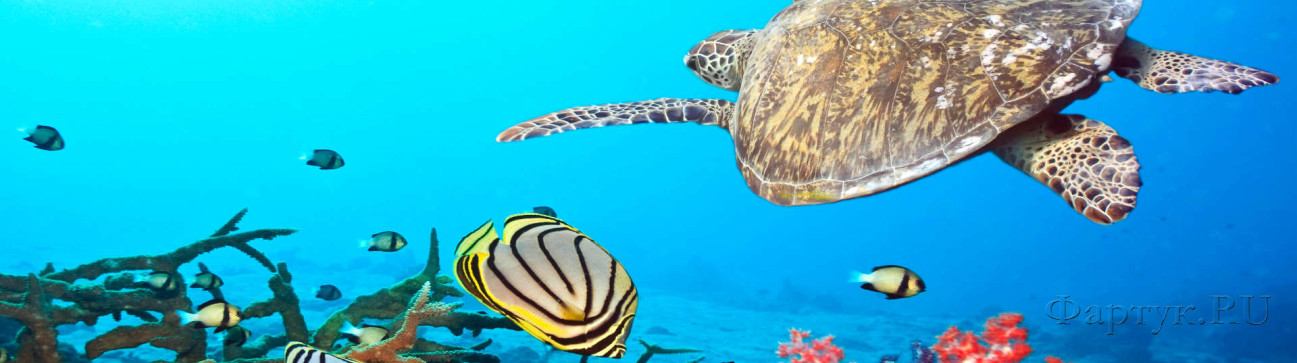 Скинали — Подводный мир морская черепаха и рыбки