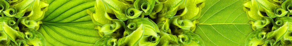 Скинали — Насыщенный глубоко-зеленый цвет листьев 