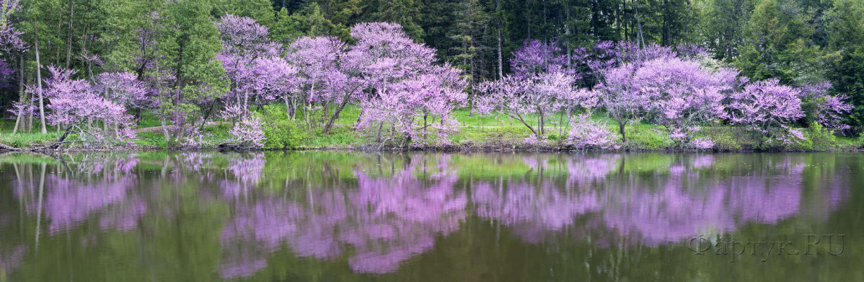 Скинали — Весеннее цветение над озером Мармо, штат  Иллинойс