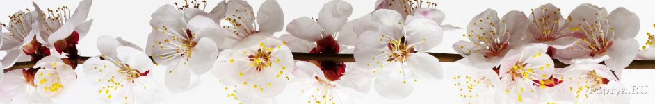 Скинали — Крупные цветки вишни