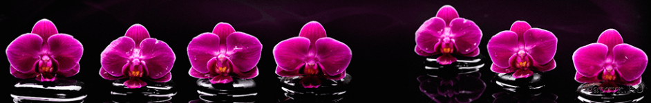 Скинали — Фиолетовые цветки орхидеи на черных камнях