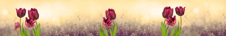 Скинали — Весенние тюльпаны на размытом фоне 